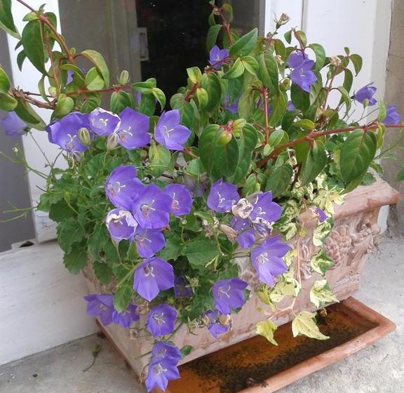 住宿加早餐 Chambres D Hôtes Bleynieruine De Rome