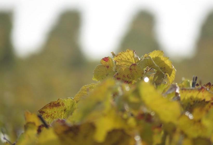 مبيت وإفطار Champagne Gilmaire Etienne