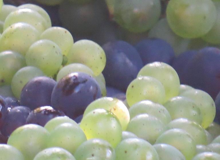 مبيت وإفطار Champagne Gilmaire Etienne