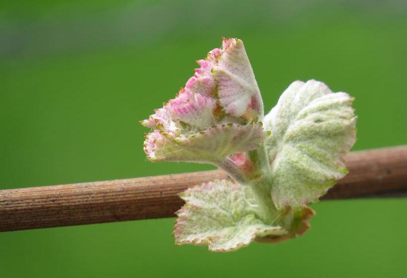 مبيت وإفطار Champagne Gilmaire Etienne