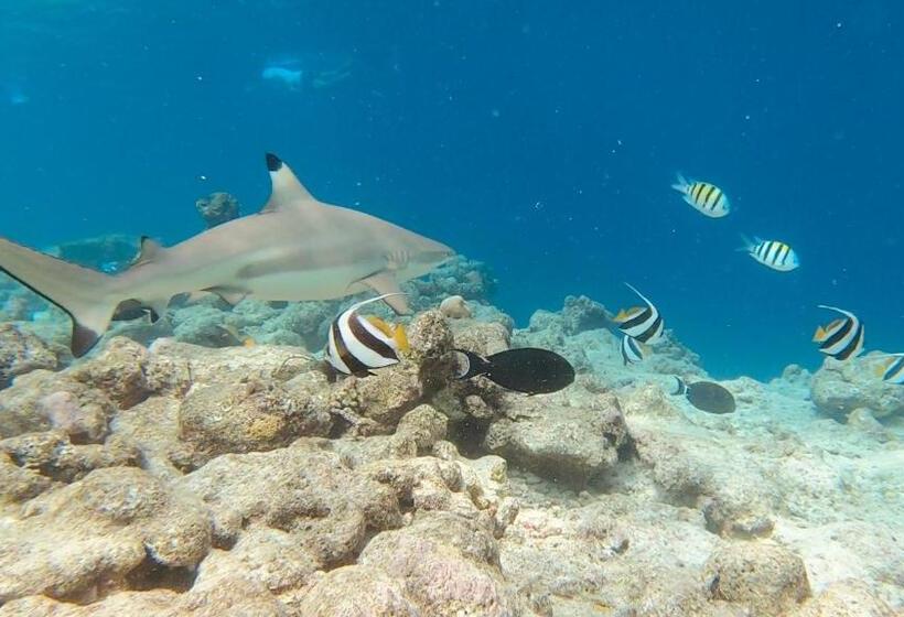 هتل Canopus Retreat Thulusdhoo