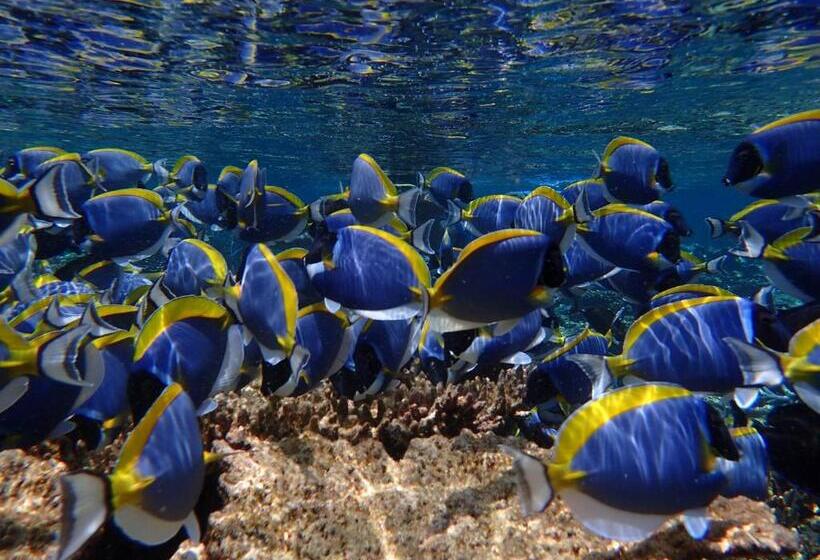 هتل Canopus Retreat Thulusdhoo