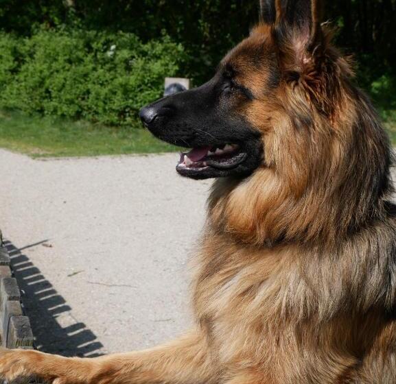 בית מלון כפרי Huize De Duinen