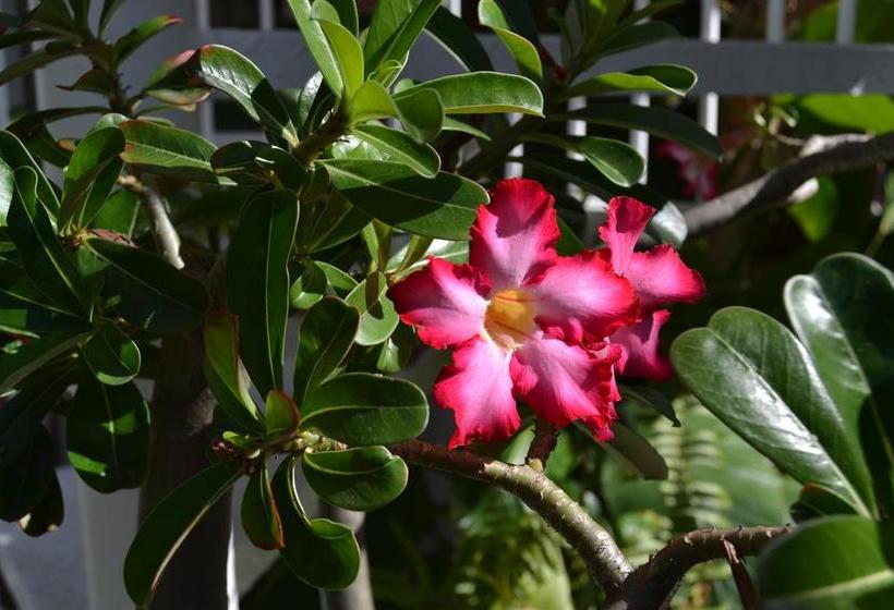 호텔 Lush Royale a North Beach Village Resort - Gay Men Only