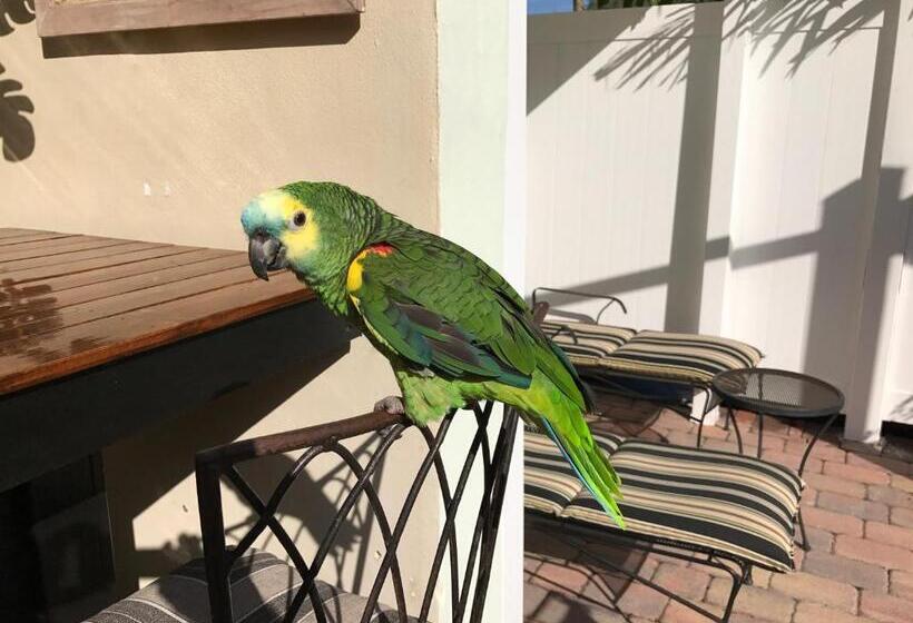 酒店 The Big Coconut Guesthouse   Gay Men S Resort