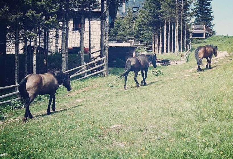 هاستل Challet Lovački Rog