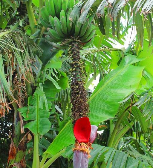 Casa Jungle Monteverde B&b