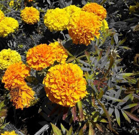 酒店 Albergo Capriolo