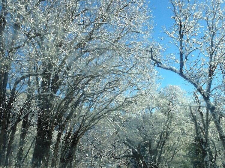Treehouse By The Stream