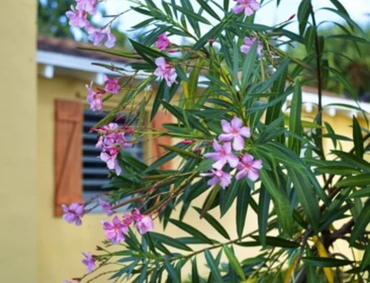 فندق فئة نجمة واحدة Atlantic Hideaway