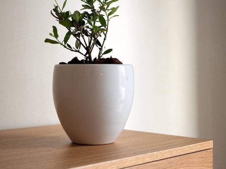 Отель Apollo Apartments