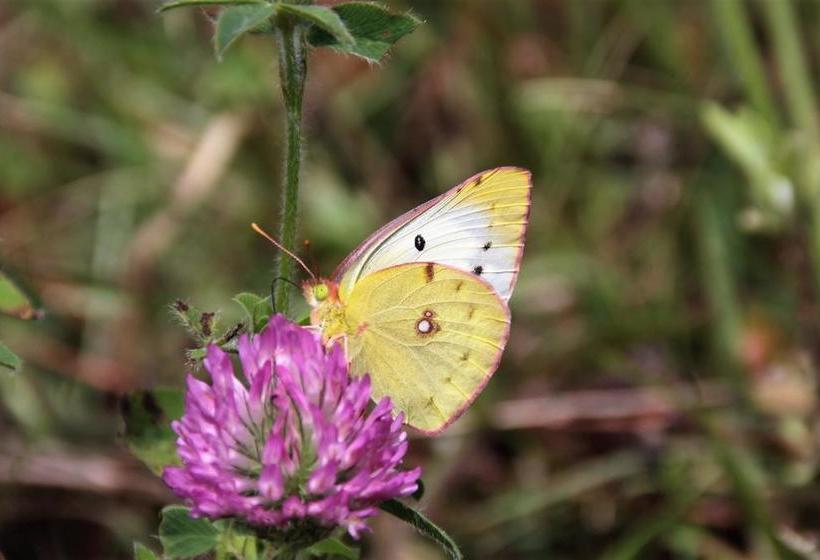 בית מלון כפרי Azumaya Kogen