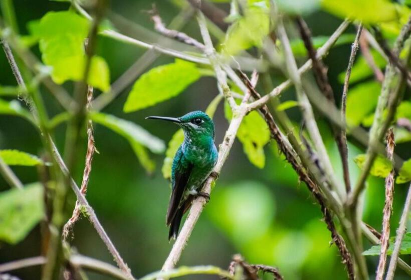 Villa Blanca Cloud Forest Hotel & Retreat