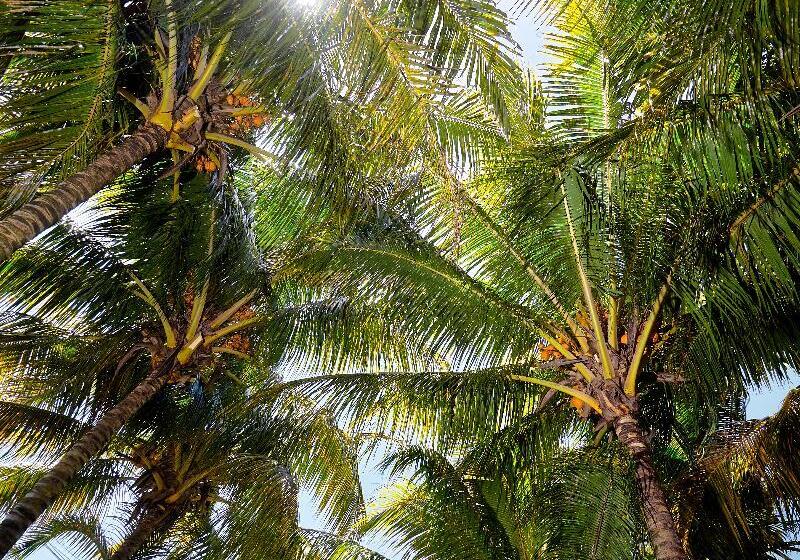 ホテル Corail Bleu Private Pool & Garden Villas By Lov