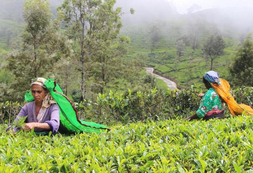 酒店 The Mist Holiday Bungalow