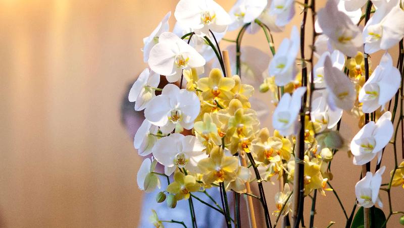 Отель Express Inn Newport News