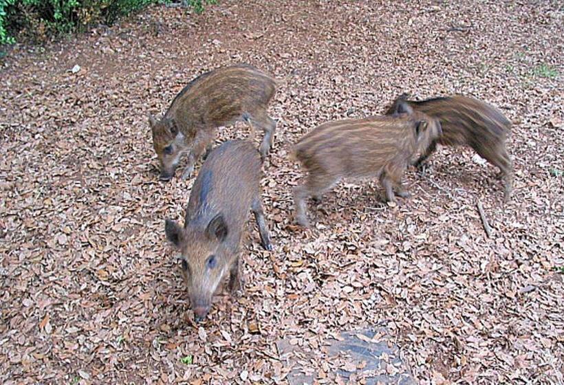 Отель Terrasses De L Aven