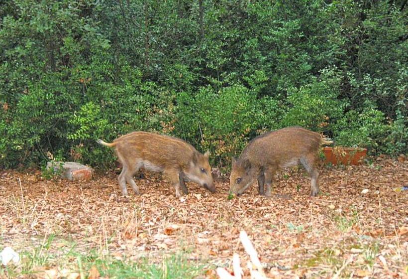 Отель Terrasses De L Aven