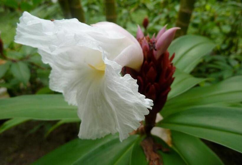 ユースホステル Finca Carpe Diem Ecolodge