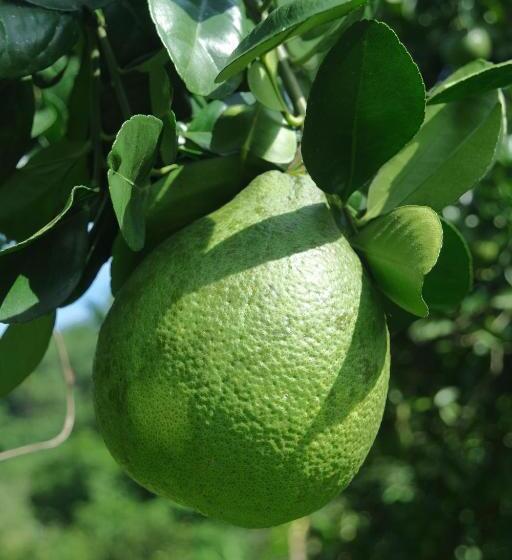 هاستل Finca Carpe Diem Ecolodge