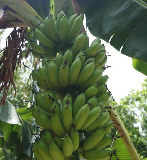 ユースホステル Finca Carpe Diem Ecolodge