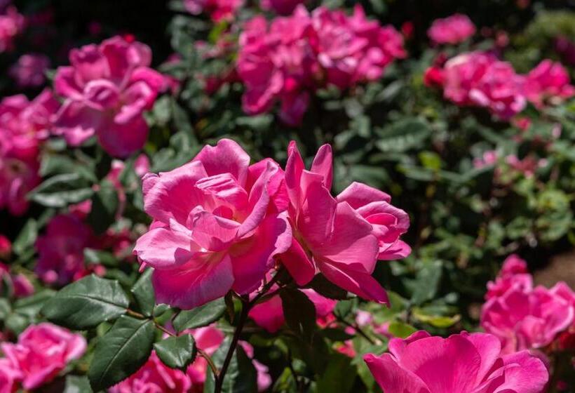 مبيت وإفطار The Platinum Pebble Boutique Inn   Adults Only Property