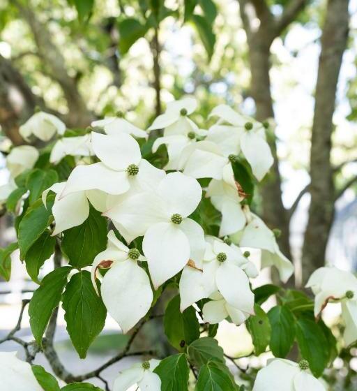 مبيت وإفطار The Platinum Pebble Boutique Inn   Adults Only Property