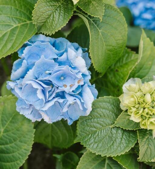 مبيت وإفطار The Platinum Pebble Boutique Inn   Adults Only Property