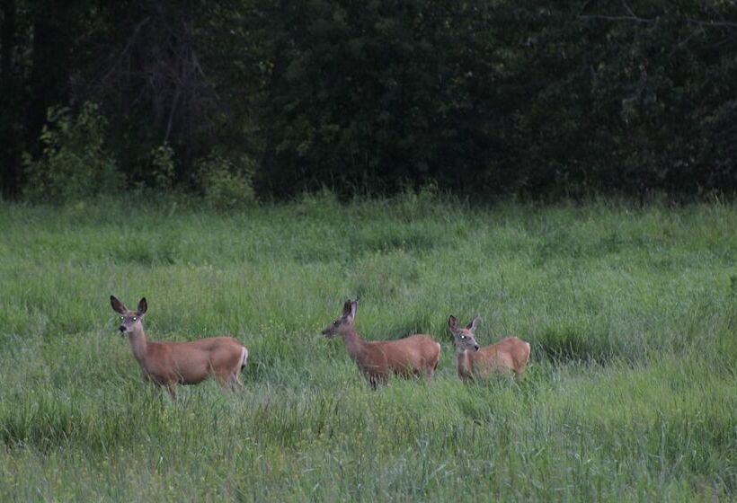 Bitterroot River B&b