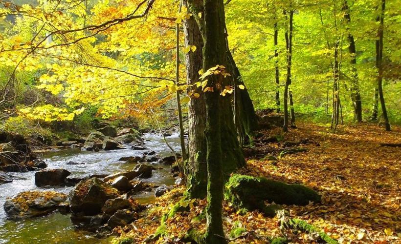 Отель Hochwald Lodge