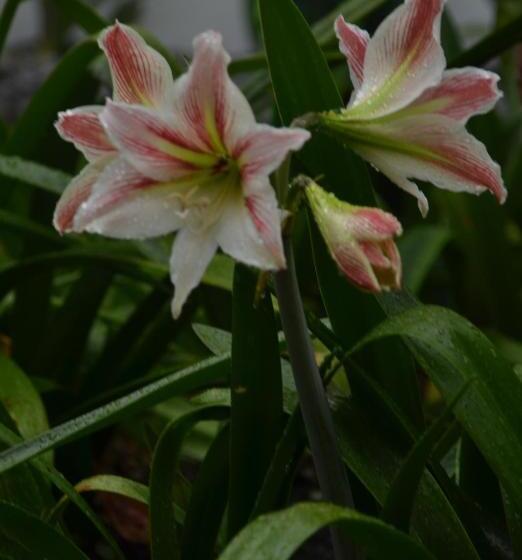 בית מלון כפרי Rebequet