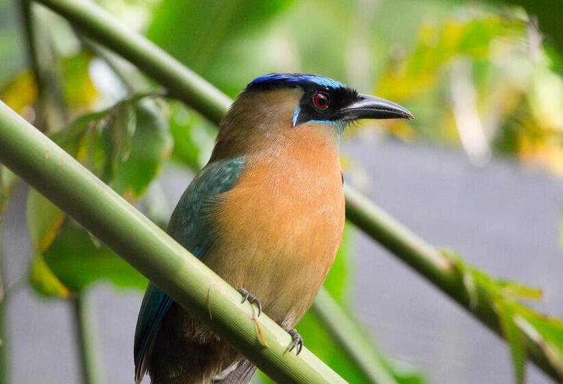 בית מלון כפרי Villas Nicolas   Adults Only