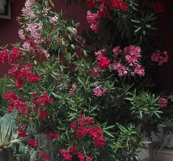 B&b Le Stanze Di Amelie