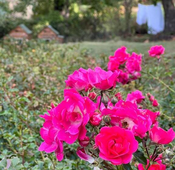 B&b Podere Legnotorto