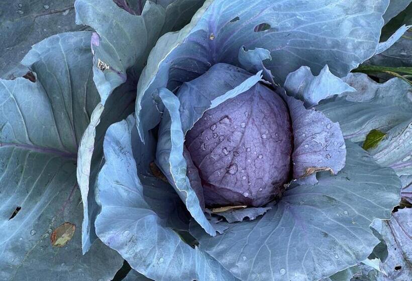 B&b Podere Legnotorto