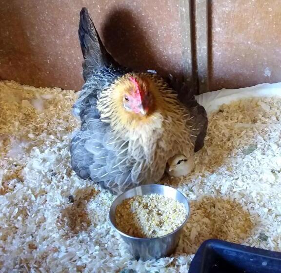 B&b Podere Legnotorto