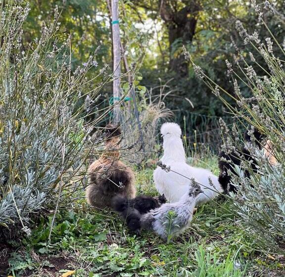 B&b Podere Legnotorto