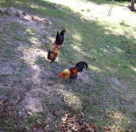 B&b Podere Legnotorto