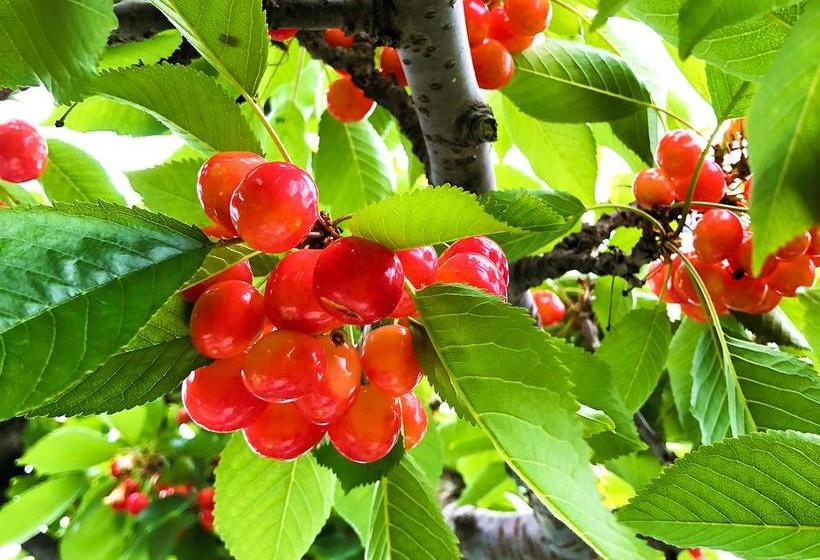 日式旅馆 Nishiya