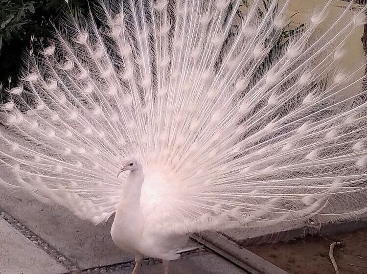 فندق Boutique La Albertina