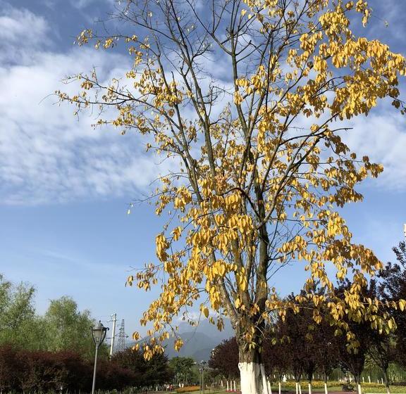 בית מלון כפרי Emei Mountain Xileer