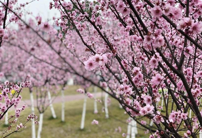 בית מלון כפרי Emei Mountain Xileer