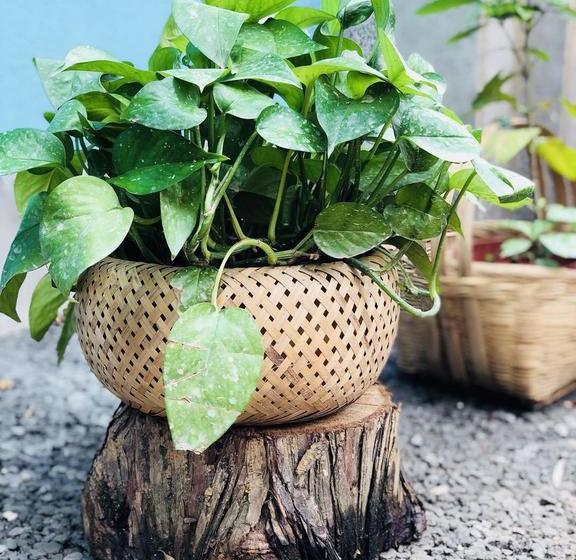 בית מלון כפרי Emei Mountain Xileer