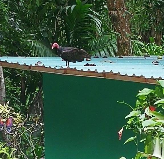 ホテル Manuel Antonio Park House  Adults Only