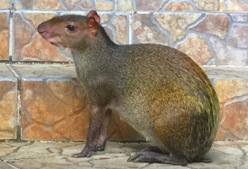 ホテル Manuel Antonio Park House  Adults Only