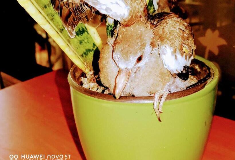 فندق Hostalito El Greco