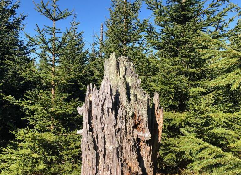 Wellnesshotel Riedlberg