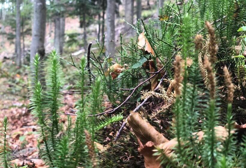 Wellnesshotel Riedlberg