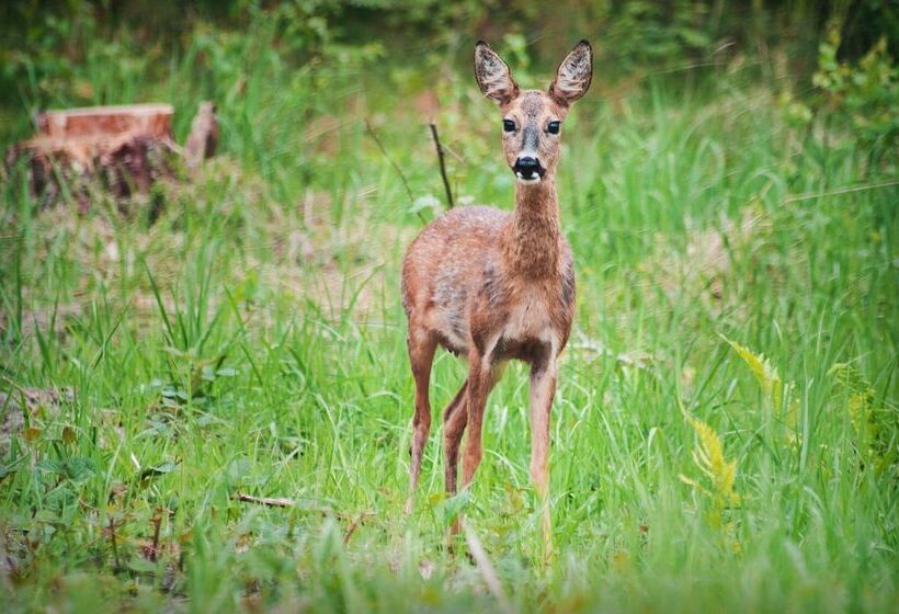酒店 & Apartments Strandidyll