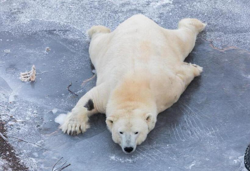 호텔 Ranua Resort Arctic Igloos